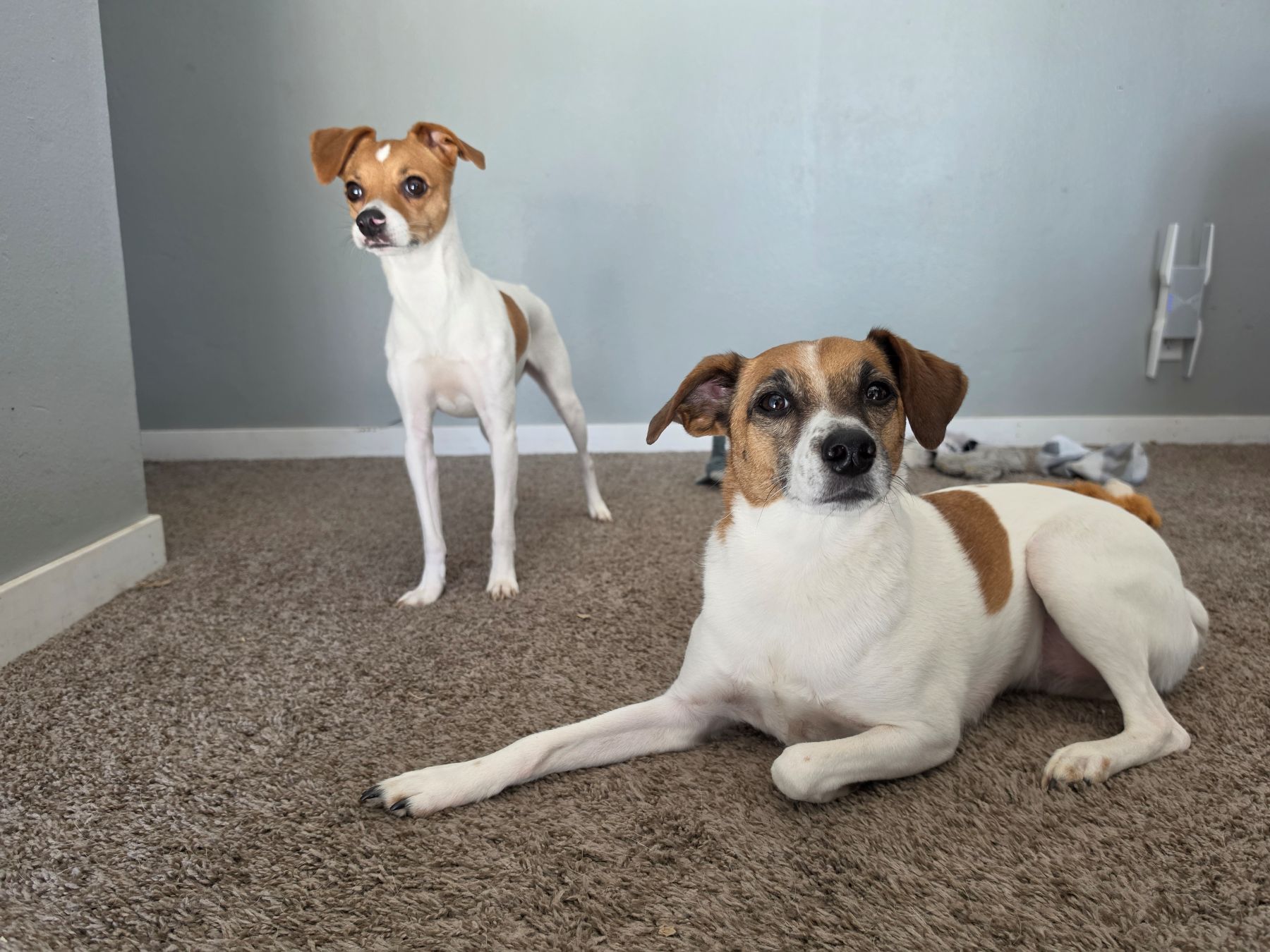 Two dogs