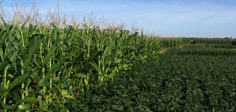 corn_and_soybean