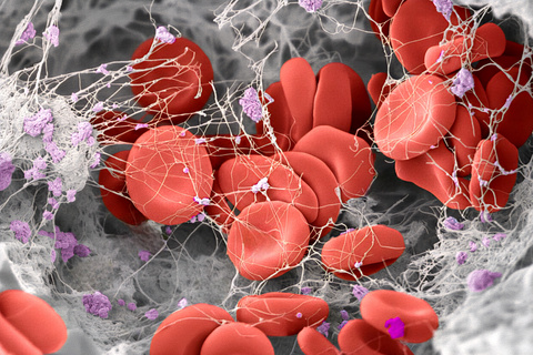 Red blood cells over grey background