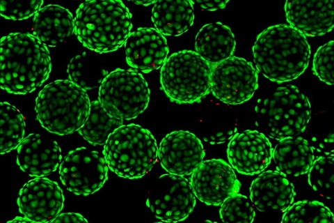 Green orb outlines over black background