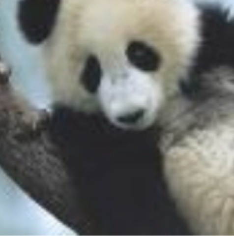 Image of giant panda
