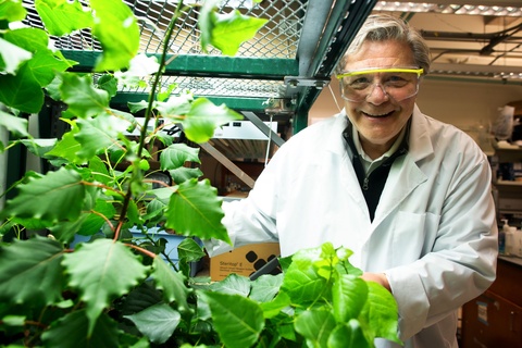 Researcher in a laboratory examining plants while wearing a lab coat and safety glasses.