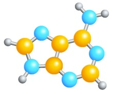 Ball-and-stick model illustrating the structure of an adenine molecule.