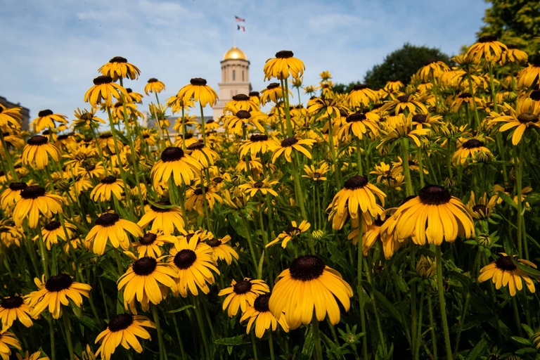 Flowers growing in front of the Old Capitol