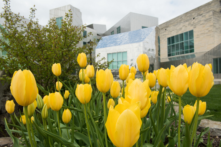 Tulips blooming outside the Iowa Advanced Technologies Building