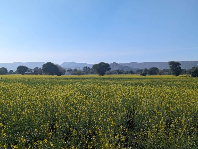 India Winterim field