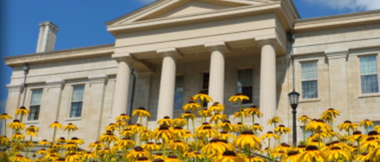 A patch of yellow flowers with the Old Capitol building in the background