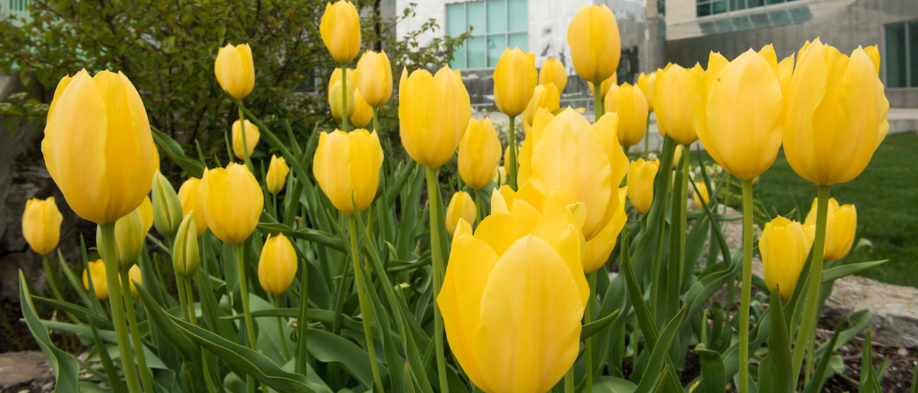 Tulips blooming outside the Iowa Advanced Technologies Building