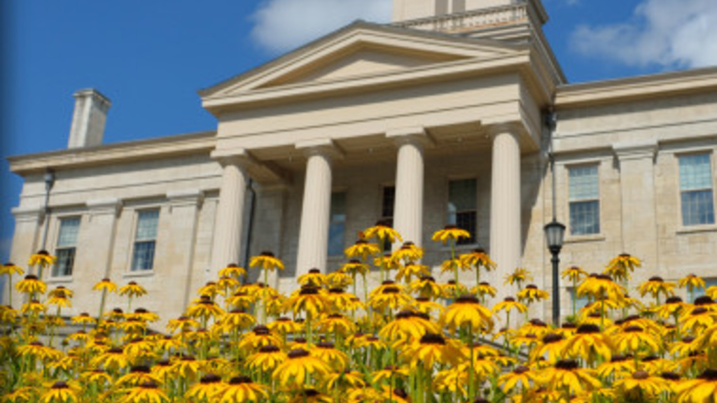 A patch of yellow flowers with the Old Capitol building in the background