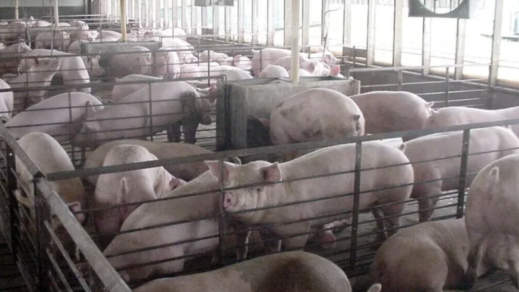 Hogs in a concentrated animal feeding operation